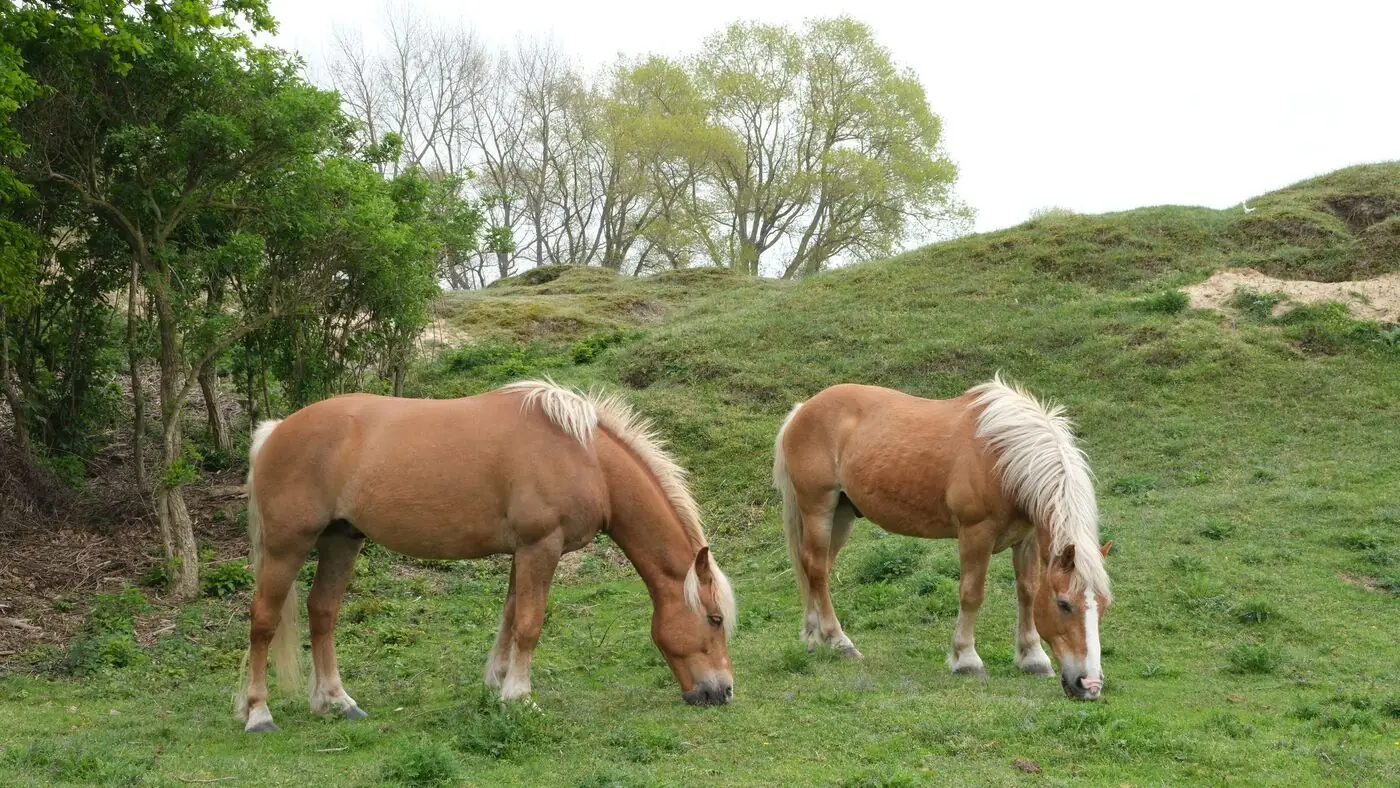 Two horses grazing on a grassy hillside